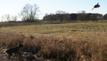 Qim reser 2009